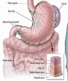 Thuốc gì trị bệnh chậm tiêu cơ năng? 1