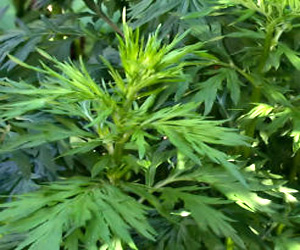 Bài thuốc trị băng lậu 1