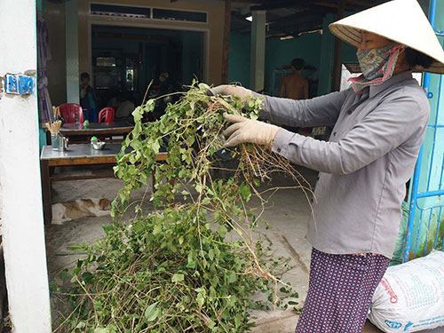 Loạn thông tin thực vật có tác dụng chữa bệnh 1 Loạn thông tin thực vật có tác dụng chữa bệnh 1