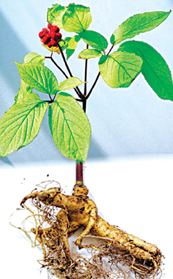 Bài thuốc trị băng lậu 2