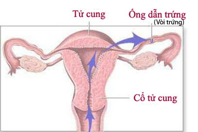 Phương pháp làm tăng khả năng có thai tự nhiên 1 Phương pháp làm tăng khả năng có thai tự nhiên 1