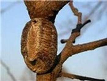 Bài thuốc trị phì đại lành tính tuyến tiền liệt 2