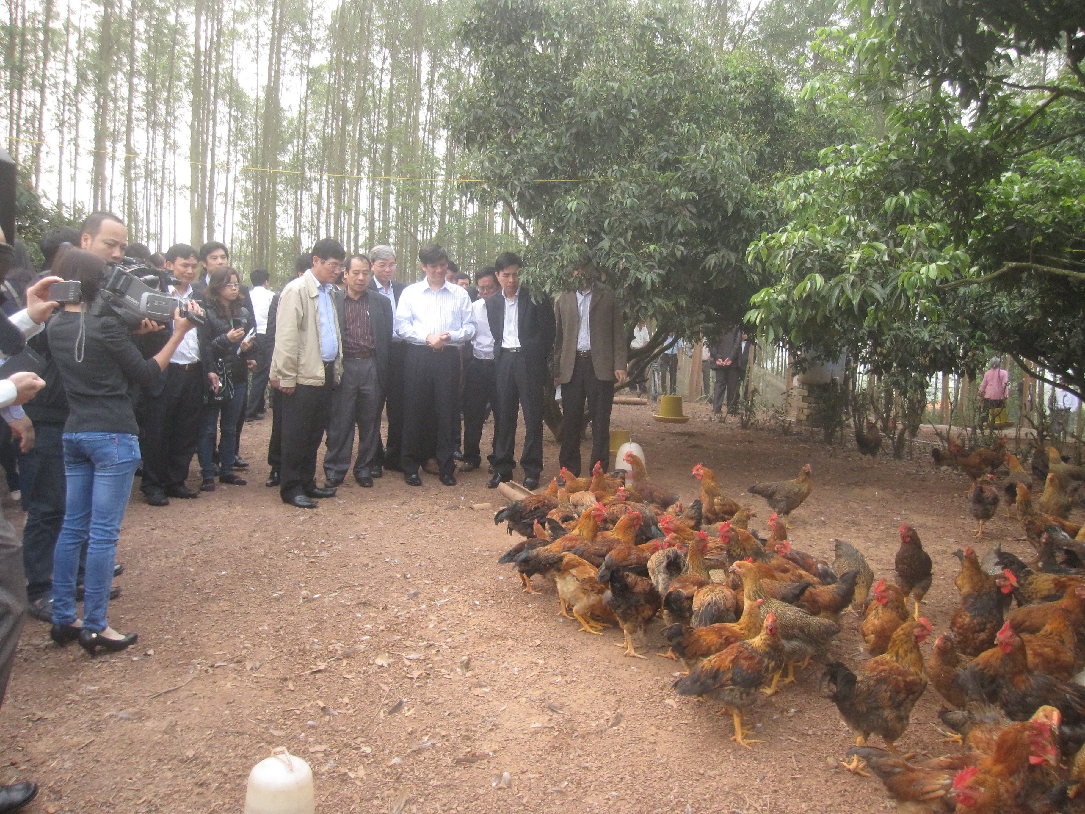 “Gà đồi Yên Thế” vẫn an toàn trước dịch bệnh 1