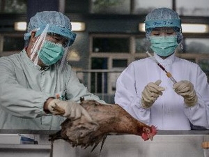 Trung Quốc công bố nguồn gốc chủng virus cúm H7N9 1