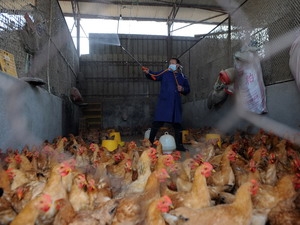 Lợn không phải vật chủ trung gian truyền virus H7N9 1
