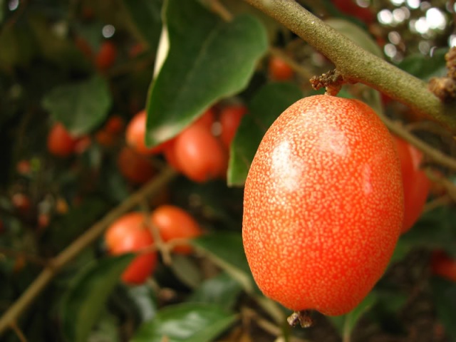 Thuốc hay từ nhót 1