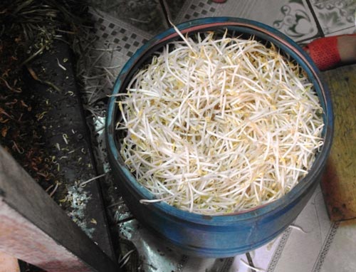 Lại phát hiện giá đỗ làm bằng hóa chất 1