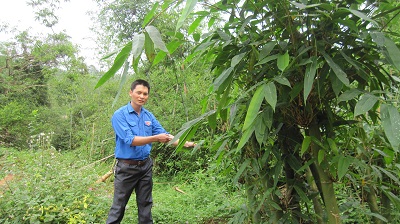 Những rặng tre miền biên viễn 1