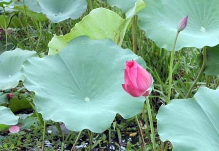 Bài thuốc chữa chảy máu cam 1