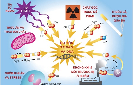 Tìm hiểu về sự lão hóa và gốc tự do 1