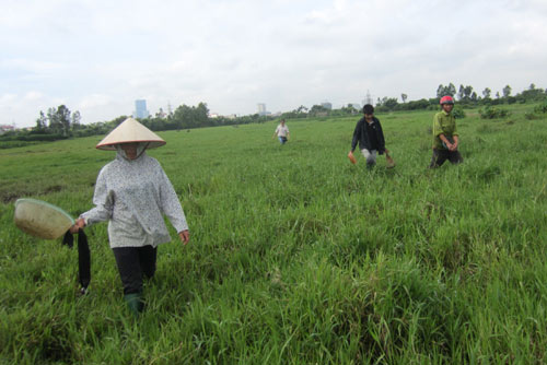 Rủ nhau lên Hà Nội săn đỉa 1