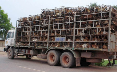 Nhập lậu chó, mèo - Nhập luôn dịch bệnh? 1 Nhập lậu chó, mèo - Nhập luôn dịch bệnh? 1