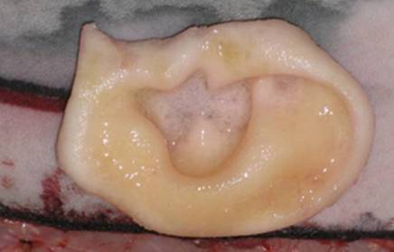 Chuyện thần thoại của y học Việt Nam 1