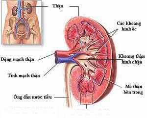 Phát hiện sớm thận đa nang để tránh suy thận  1