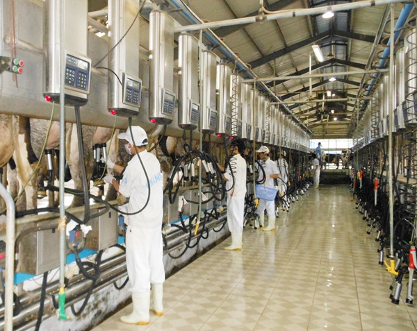 Trang trại bò sữa của Vinamilk - Tiên phong đạt chứng nhận quốc tế ISO 9001: 2008 4