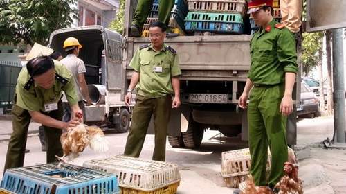 Bắt giữ một xe tải vận chuyển hơn 4 tấn gà thải nhập lậu 1 Bắt giữ một xe tải vận chuyển hơn 4 tấn gà thải nhập lậu 1