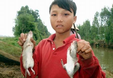 Phòng lây nhiễm Hantavirus từ chuột  2