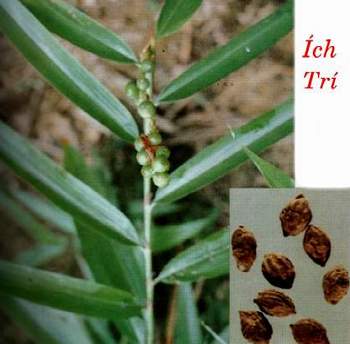 Ích trí nhân bổ tỳ thận 1