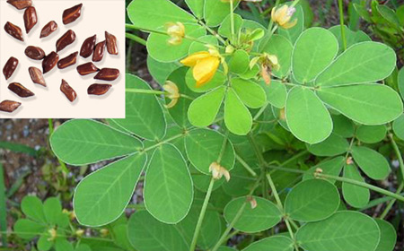 Các phương thuốc trị bệnh nghề nghiệp của nhà giáo 1