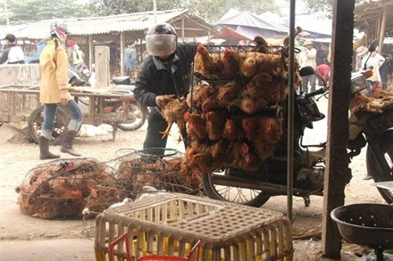 Thuốc kháng sinh quá giới hạn cho phép 20% trong gà nhập lậu  1