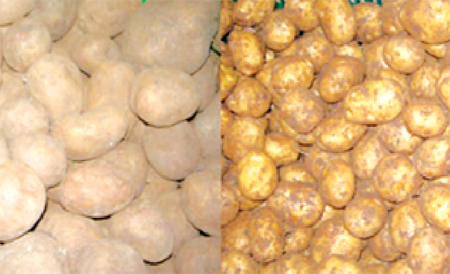 Cách nhận biết khoai tây Trung Quốc 1