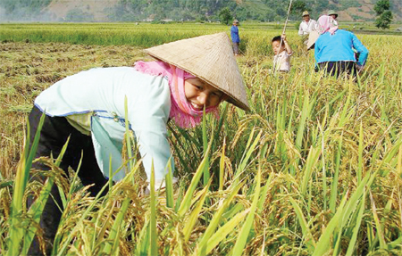 Phòng viêm da do tiếp xúc với kiến ba khoang 4