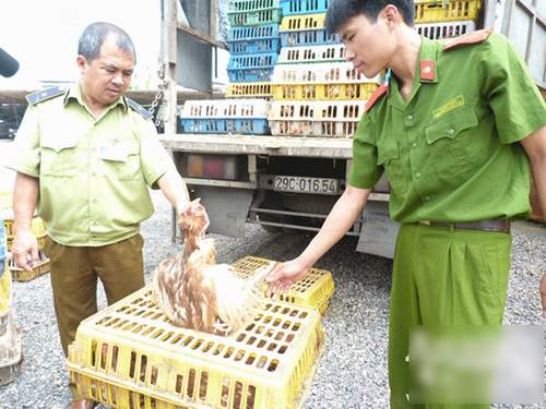 Chọn “gà lậu” làm chiến dịch điểm ngăn chặn thực phẩm bẩn 1 Chọn “gà lậu” làm chiến dịch điểm ngăn chặn thực phẩm bẩn 1