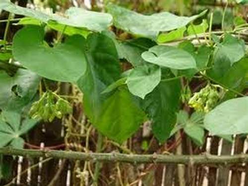 Bài thuốc chữa bệnh trĩ 1