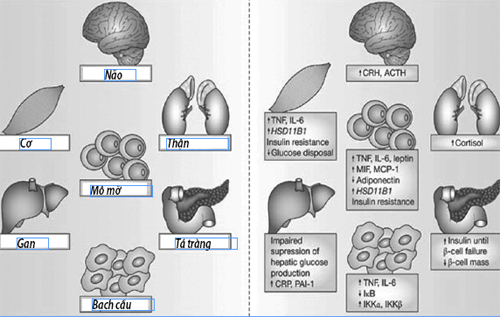 Hội chứng chuyển hóa - Nguy cơ cao mắc bệnh tim mạch, đái tháo đường 1