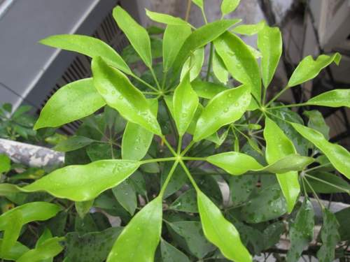 Ngũ gia bì hoạt huyết, bình hen suyễn 1 Ngũ gia bì hoạt huyết, bình hen suyễn 1