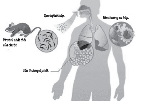 Sát thủ giấu mặt từ chuột 2