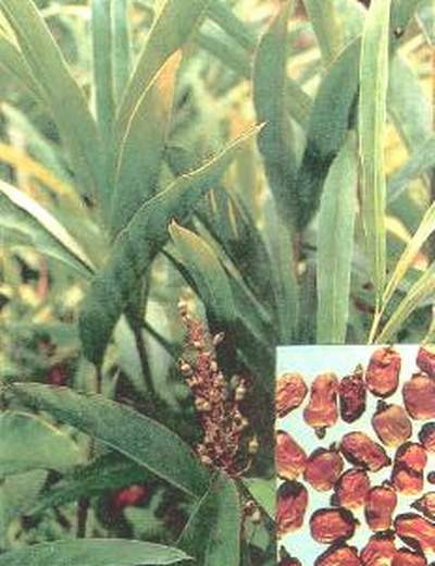 Bài thuốc trị hội chứng rối loạn chức năng trực tràng 1
