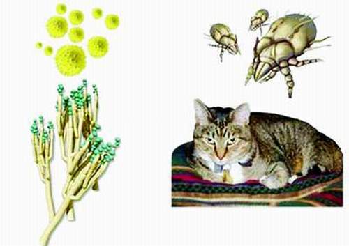 Phòng tránh các yếu tố gây cơn hen 1