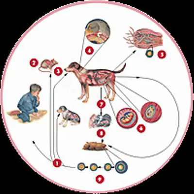 Giun đũa chó mèo gây bệnh ở người, vì sao? 2