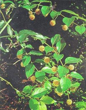 Dây móc câu 1