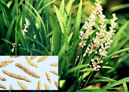 Hỗ trợ điều trị suy nhược thần kinh 2