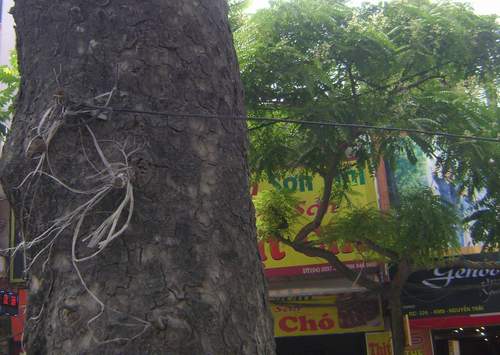 Hàng cây xanh cổ thụ bị xâm hại 1