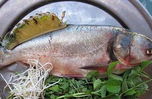 Cá mè bổ não, nhuận phế, ích tỳ vị 1