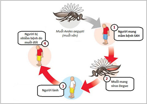 Xử lý điểm sinh sản của muỗi để ngăn chặn sốt xuất huyết   2