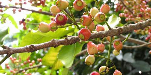 Cây vối thanh nhiệt, giải độc 1