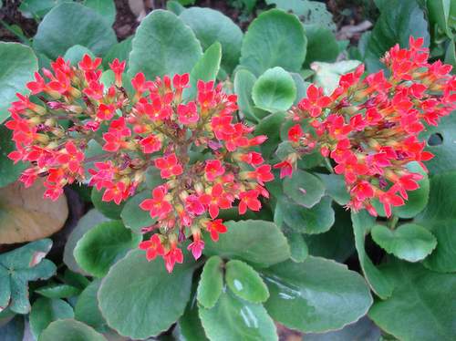 Bài thuốc cầm máu vết thương 1