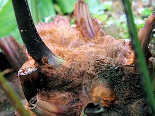 Bài thuốc cầm máu vết thương 3