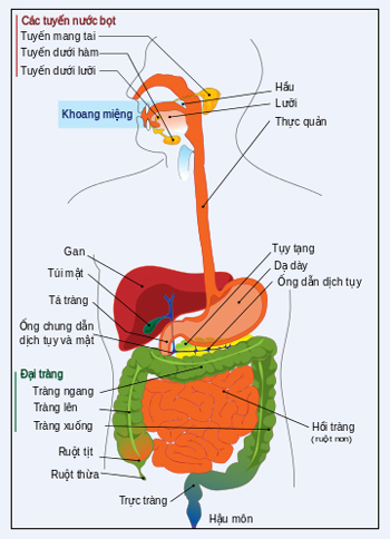 Dùng đại tràng thay thế thực quản cho trẻ 19 tháng tuổi 2