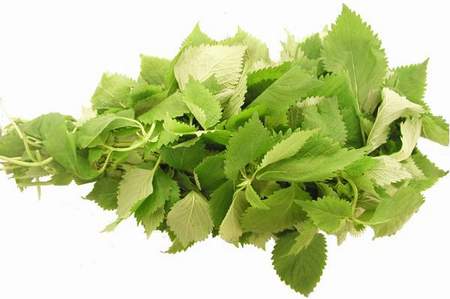 Thuốc Nam chữa bệnh thường gặp sau mưa, bão 1 Thuốc Nam chữa bệnh thường gặp sau mưa, bão 1