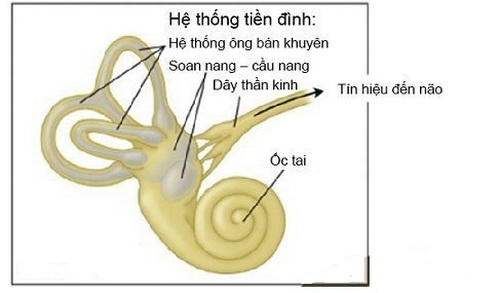 Cấu tạo hệ thống tiền đình ở tai trong.