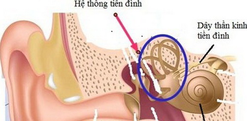 Hệ thống tiền đình là bộ phận quan trọng của hệ thần kinh trung ương.