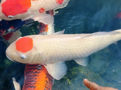 Con cá Koi quý hiếm có chấm đỏ hình quốc kỳ Nhật Bản bán rất được giá.