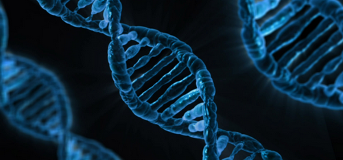 CRISPR rút ngắn thời gian kiến tạo công cụ sửa chữa gen.