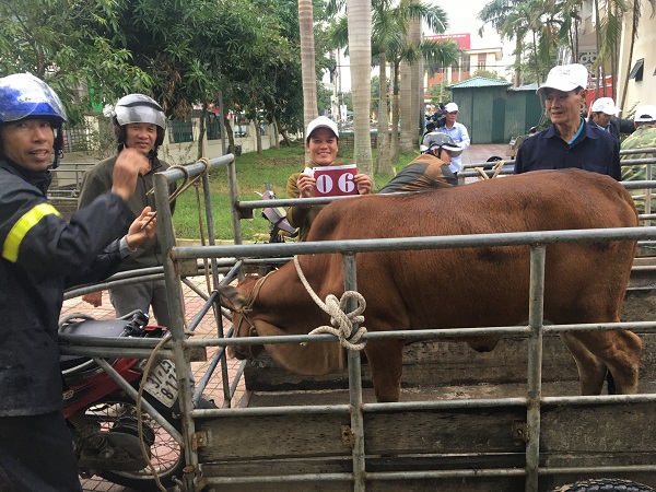 Trao tặng 35 con bò giống cho các gia đình có hoàn cảnh khó khăn.