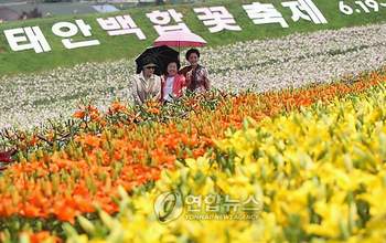 Hàn Quốc tưng bừng lễ hội hoa Lily